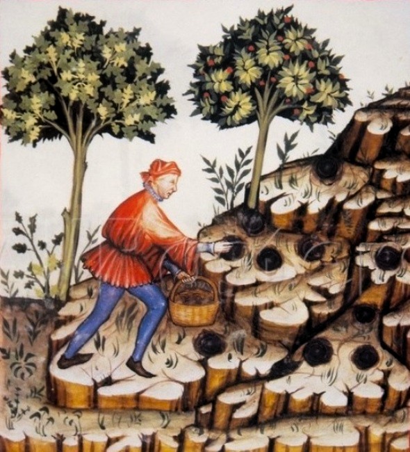 tartufi