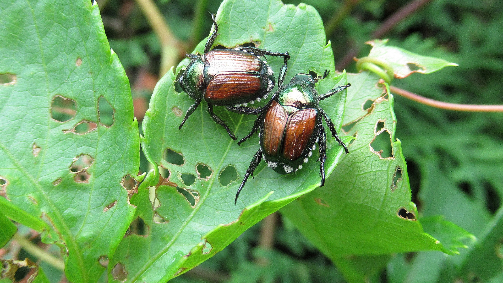 coleotteri giapponesi
