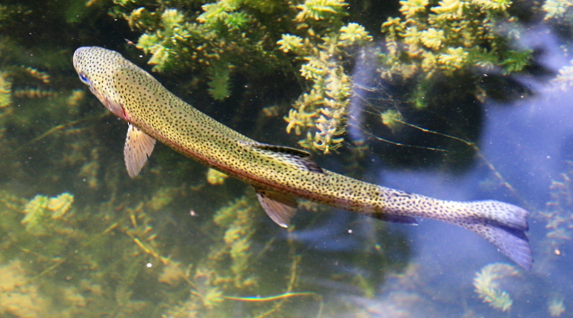 Trota iridea