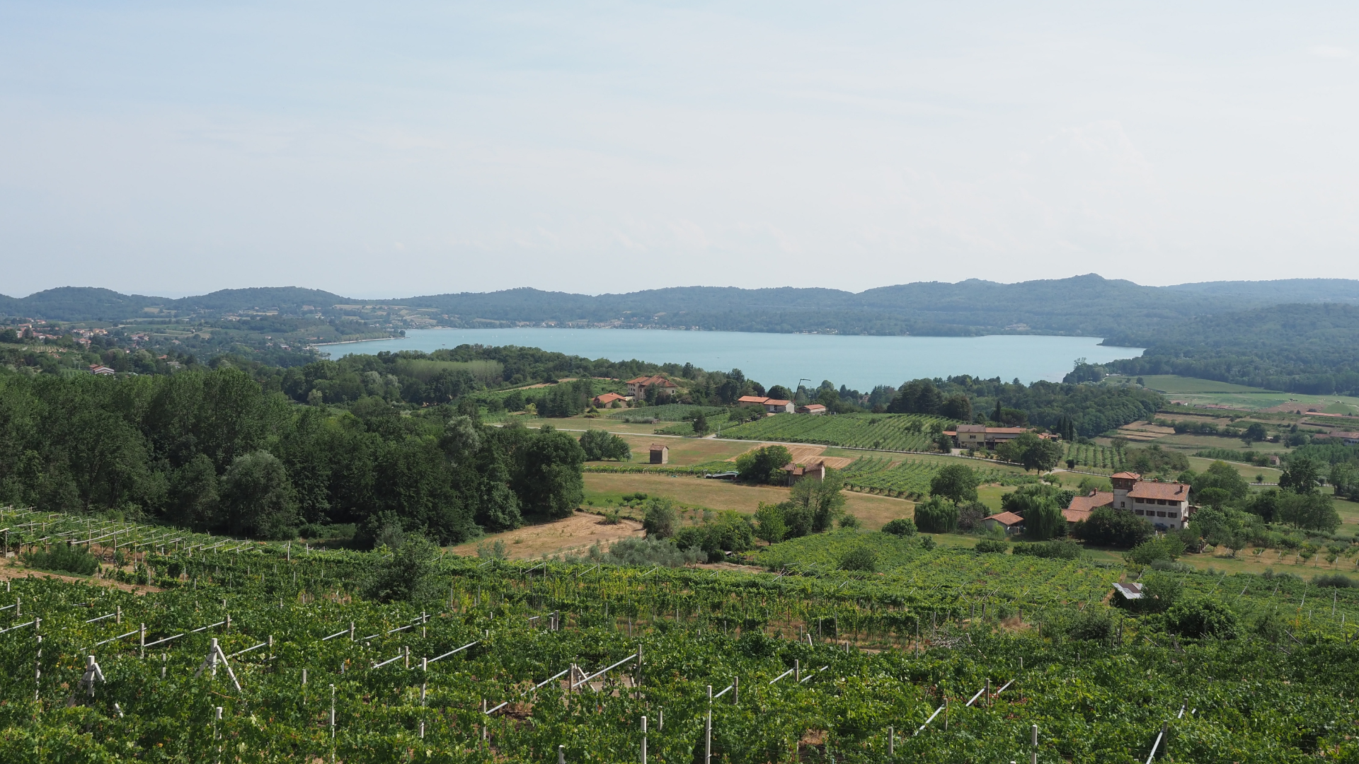 viverone