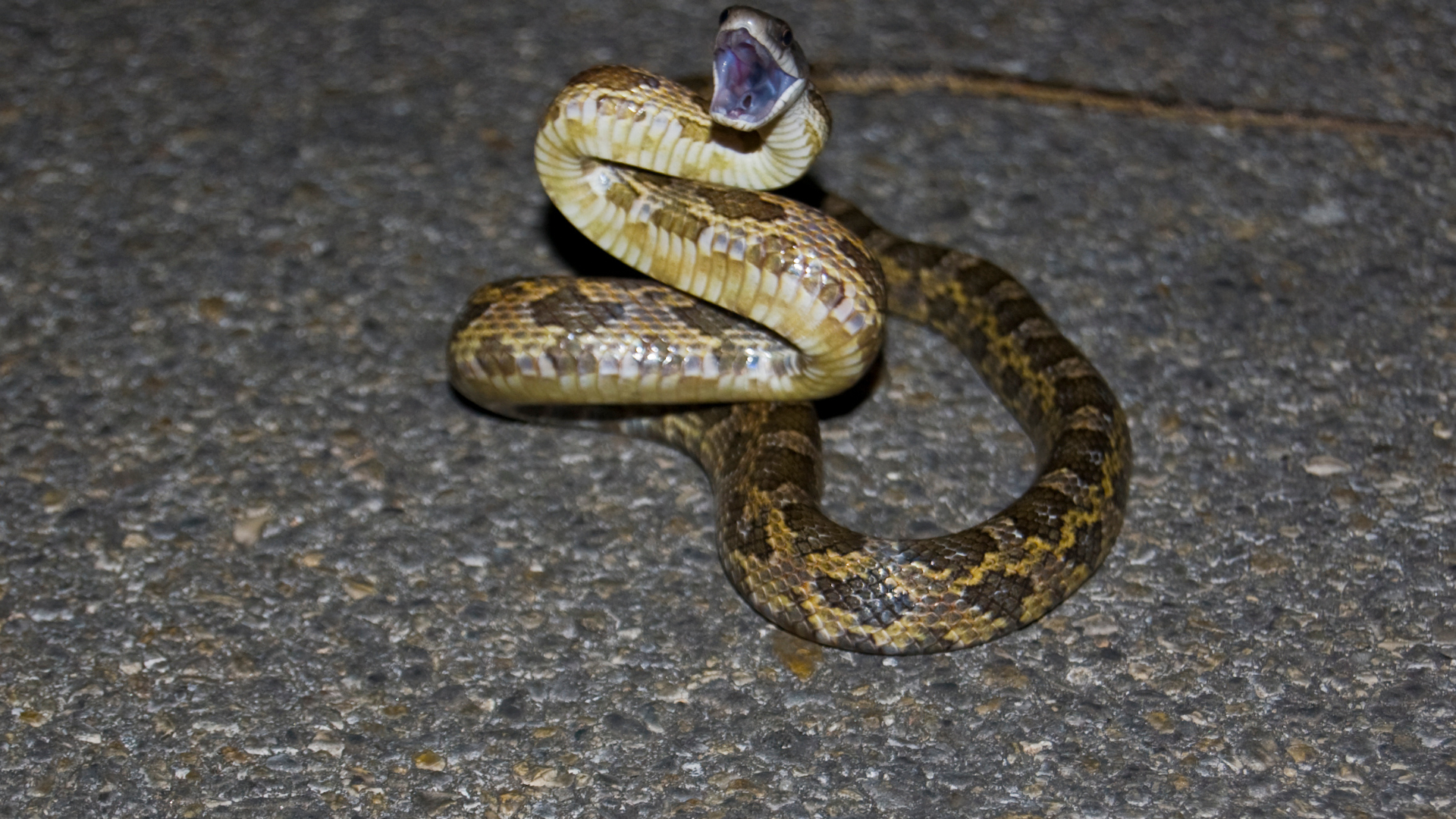 serpenti