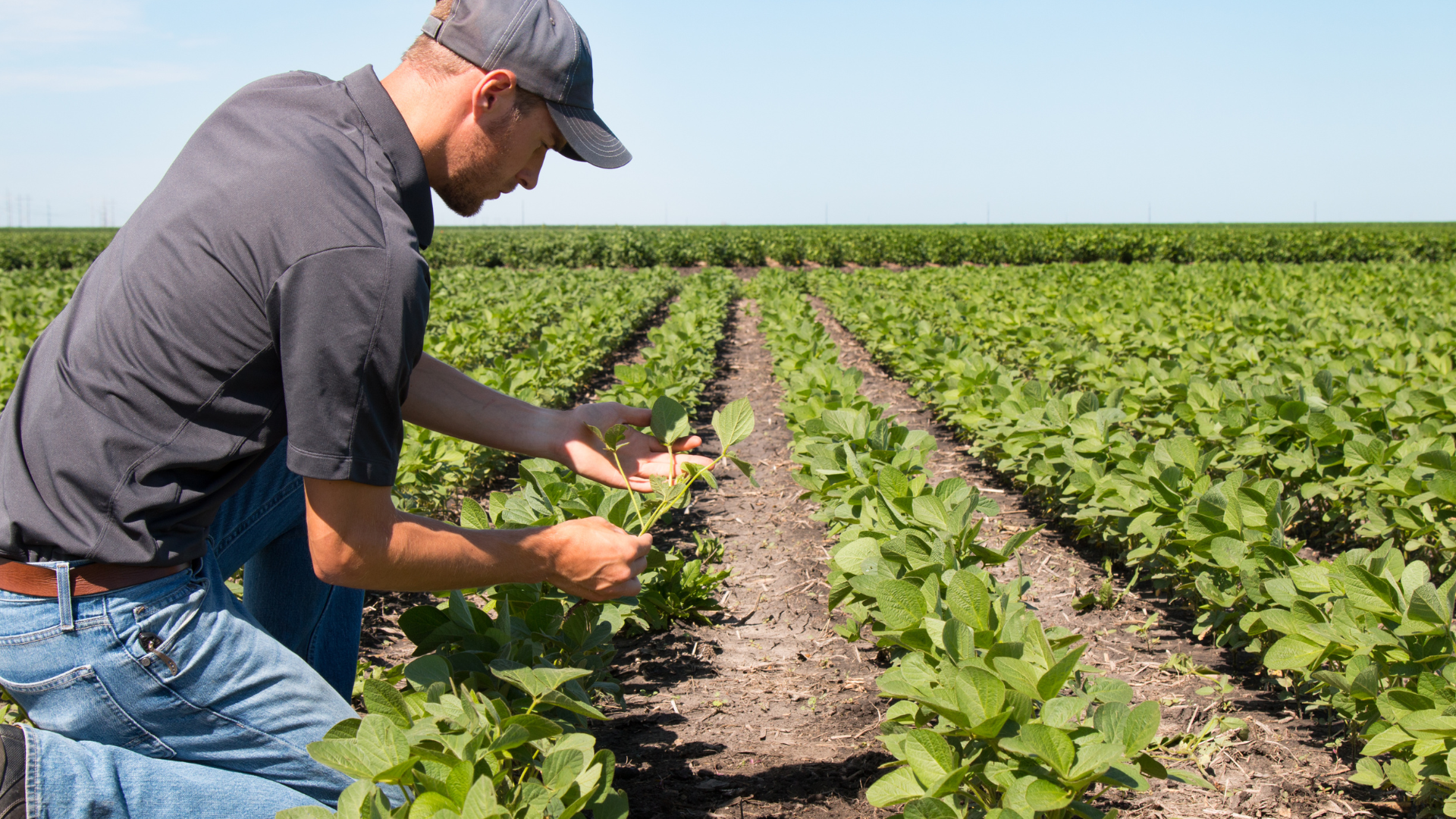agricoltura