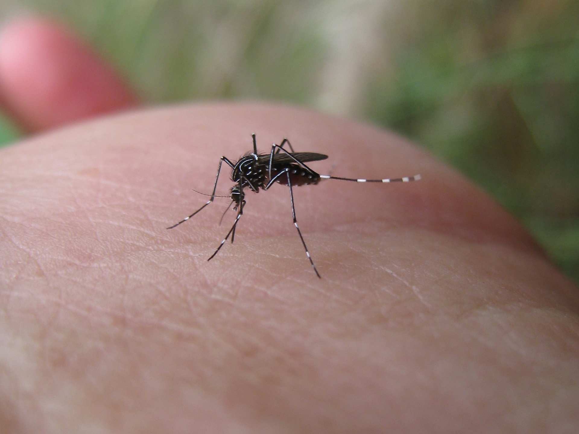 West Nile
