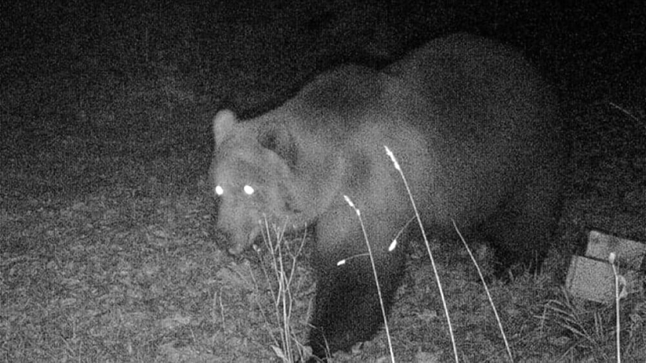 orso