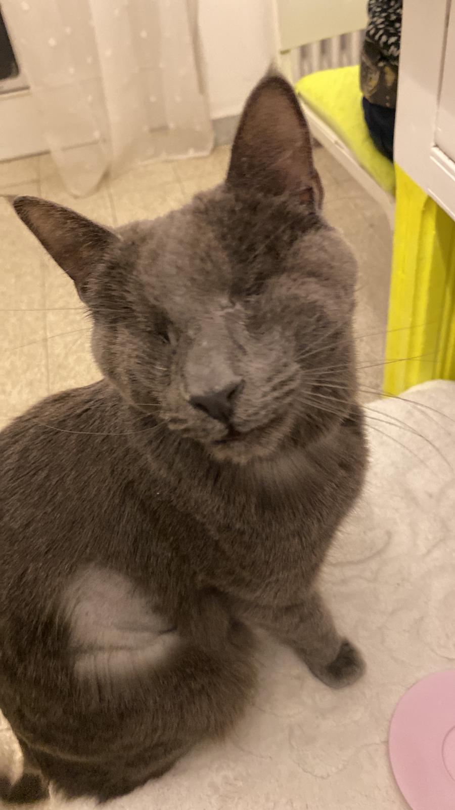 gatto
