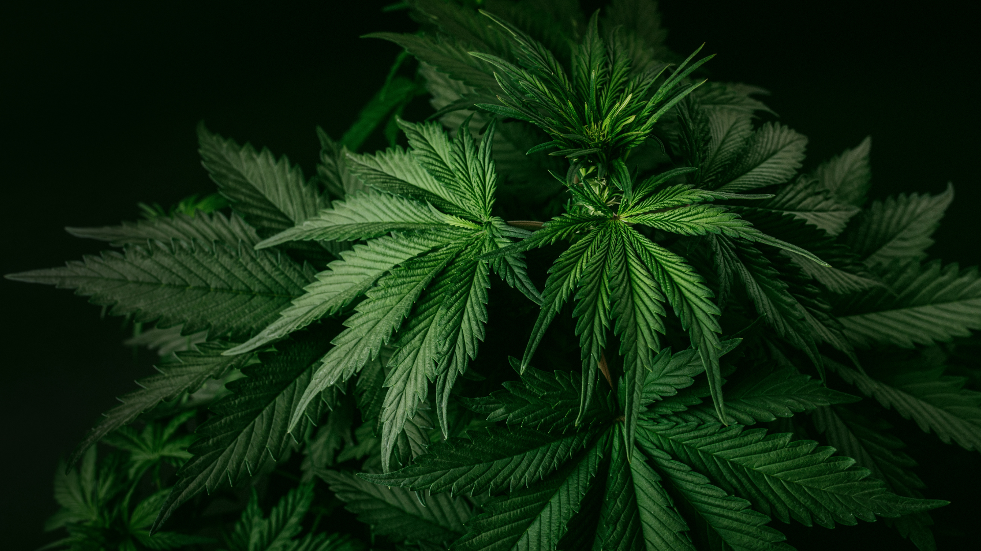 cannabis