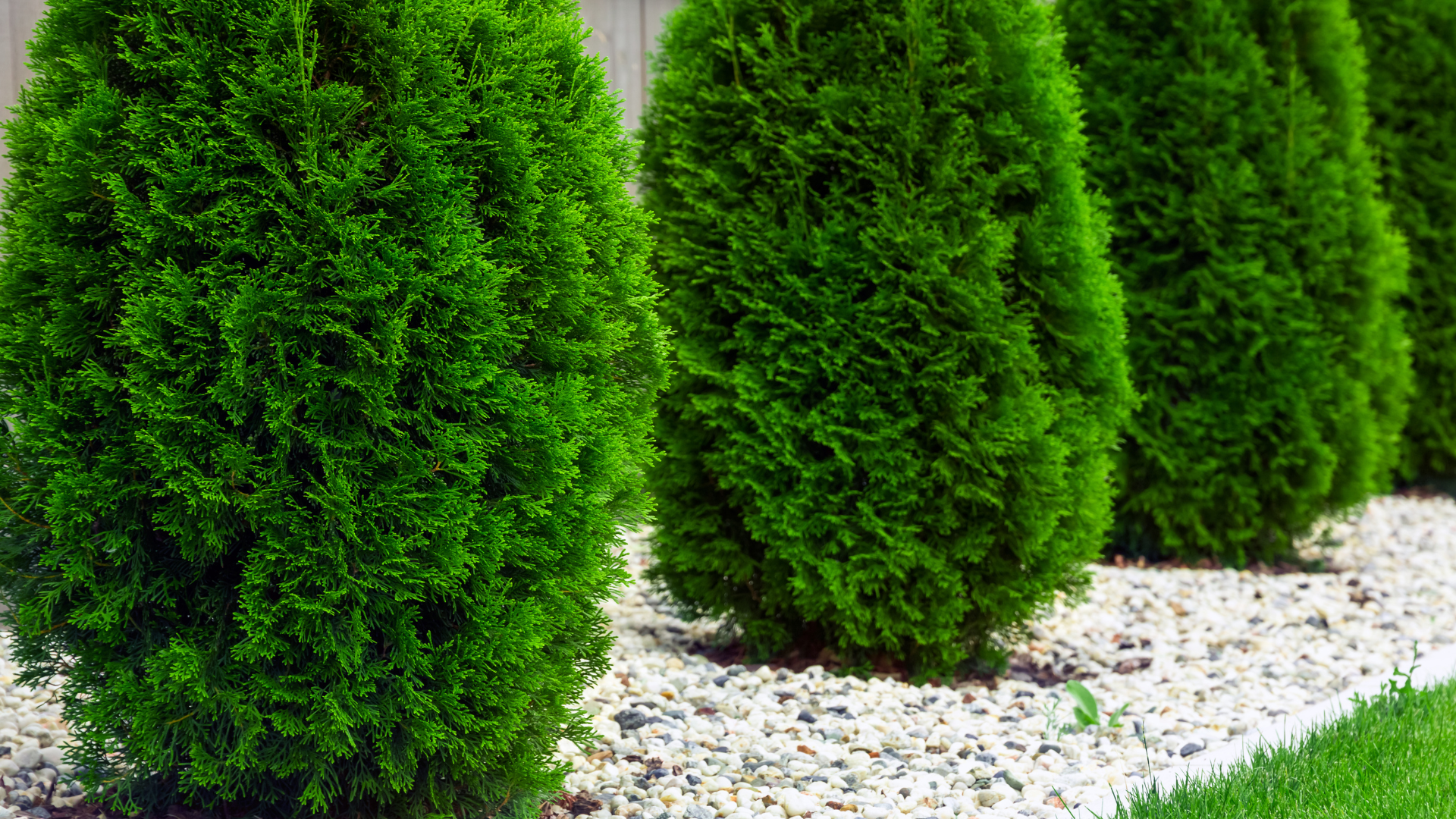 Thuja