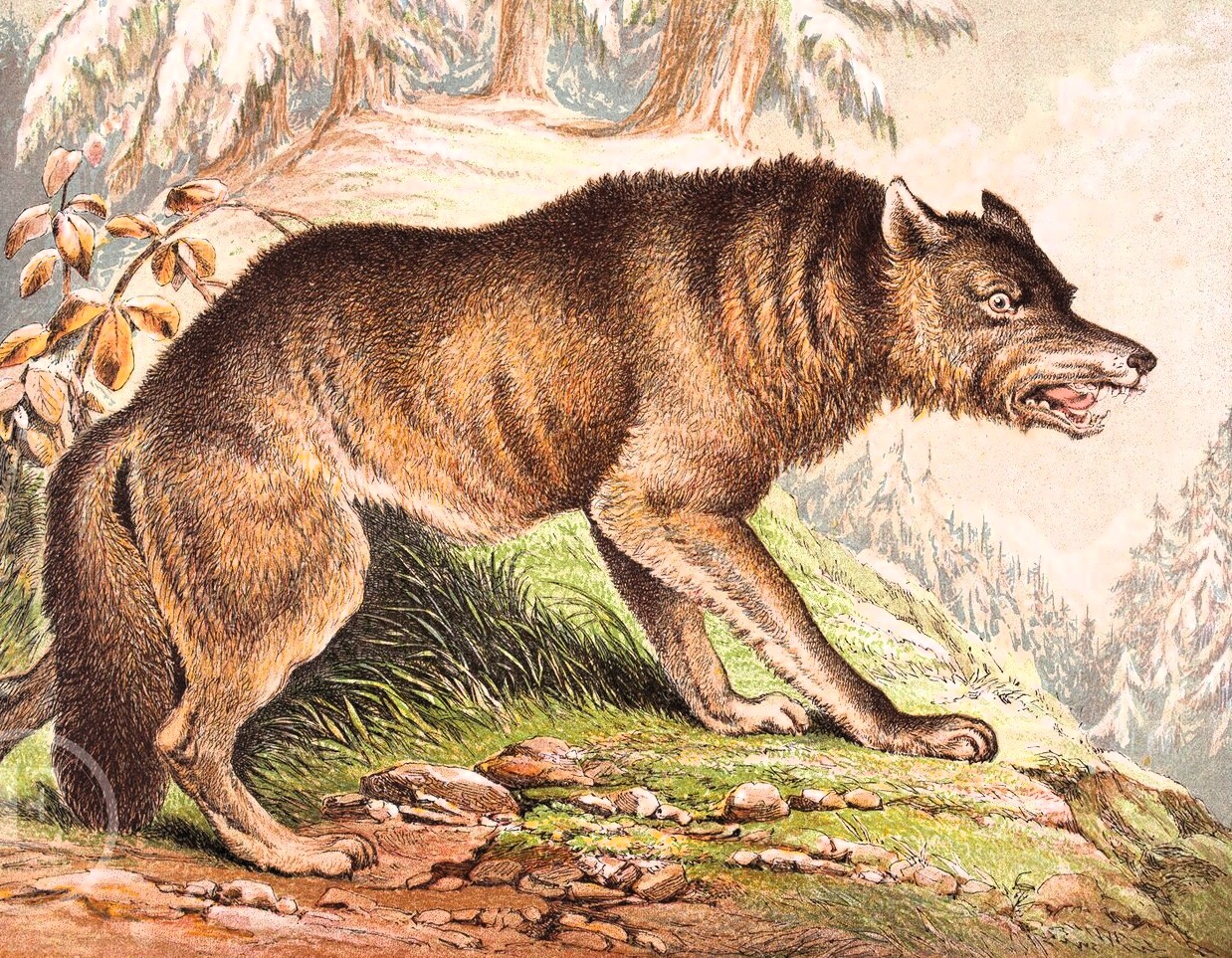 IL lupo, litografia ottocentesca