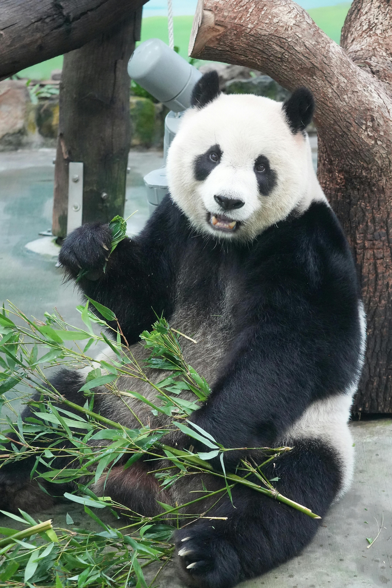 panda