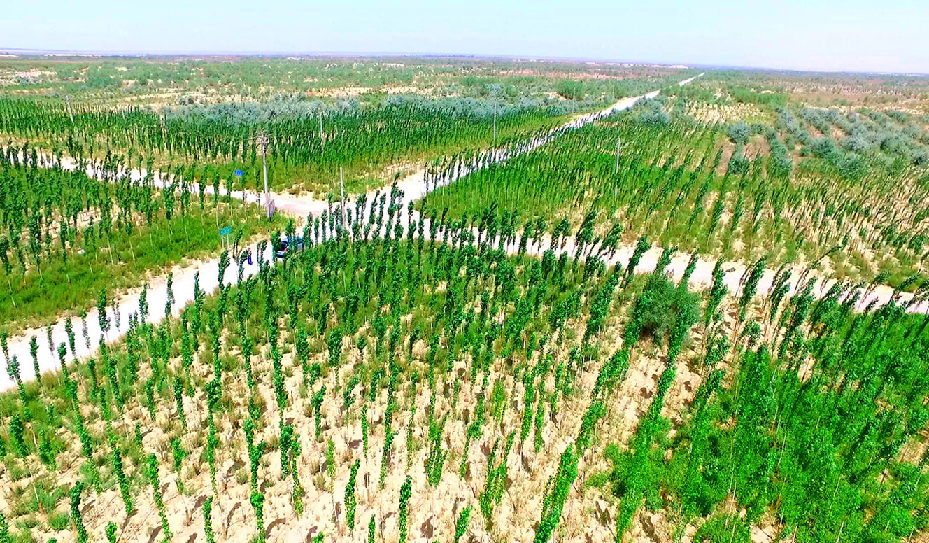 La cosiddetta Grande Muraglia Verde: oltre 4.500 chilometri di alberi piantati per fermare l&rsquo;espansione dei deserti del nord della Cina. Un progetto iniziato nel 1978 e ancora in corso.